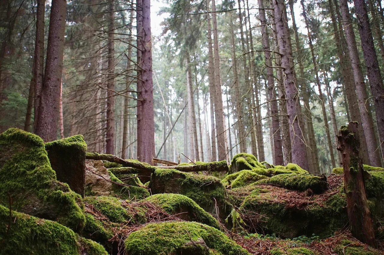 Сфагнум в лесу. Лес Шварцвальд мох борода. Покаини Форест, Латвия. Мшистый сосняк. Камень мох Мезмай лес.