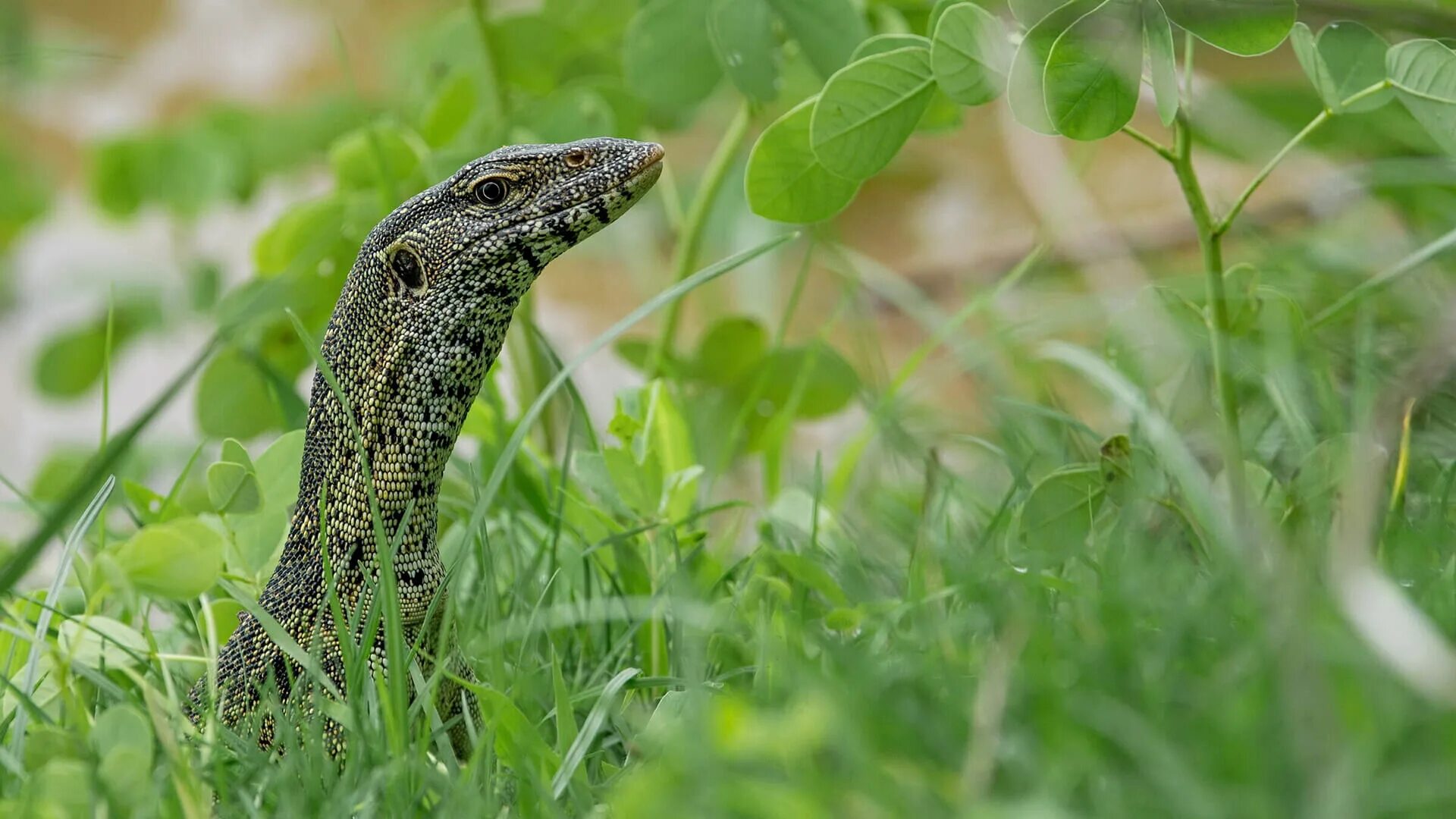 Варан. Varanus niloticus. Нильская ящерица. Нильский Варан ареал обитания.