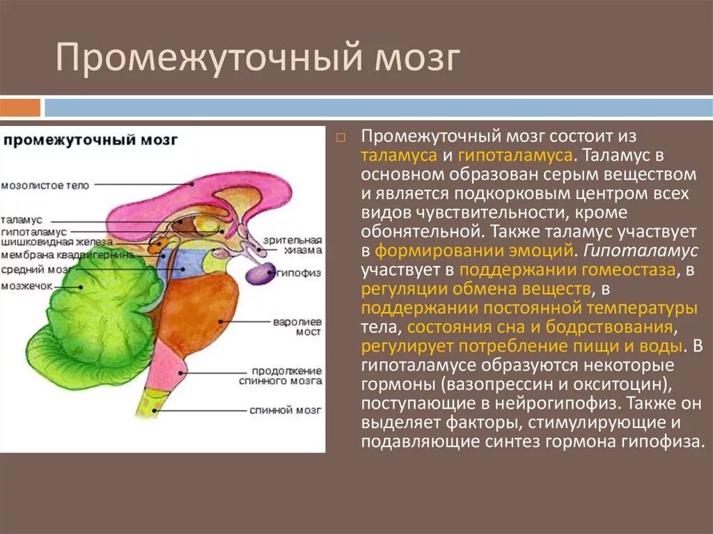 Промежуточный строение и функции. Строение отдела промежуточного мозга. Промежуточный мозг анатомия функции. Промежуточный мозг анатомия внутреннее строение. Промежуточный мозг строение и функции.