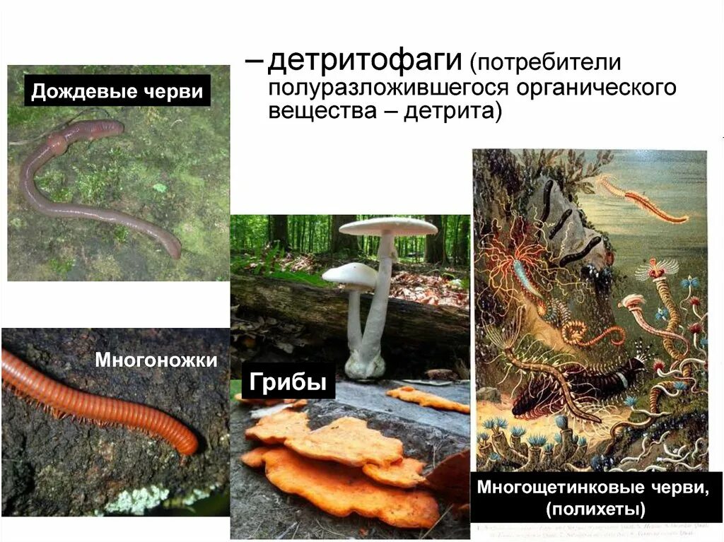 Дождевой червь редуцент или продуцент. Детритофаги. детритофаги примеры. детритофаги и редуценты. организмы питающиеся детритом.