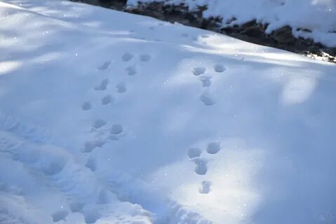 Следы зайца