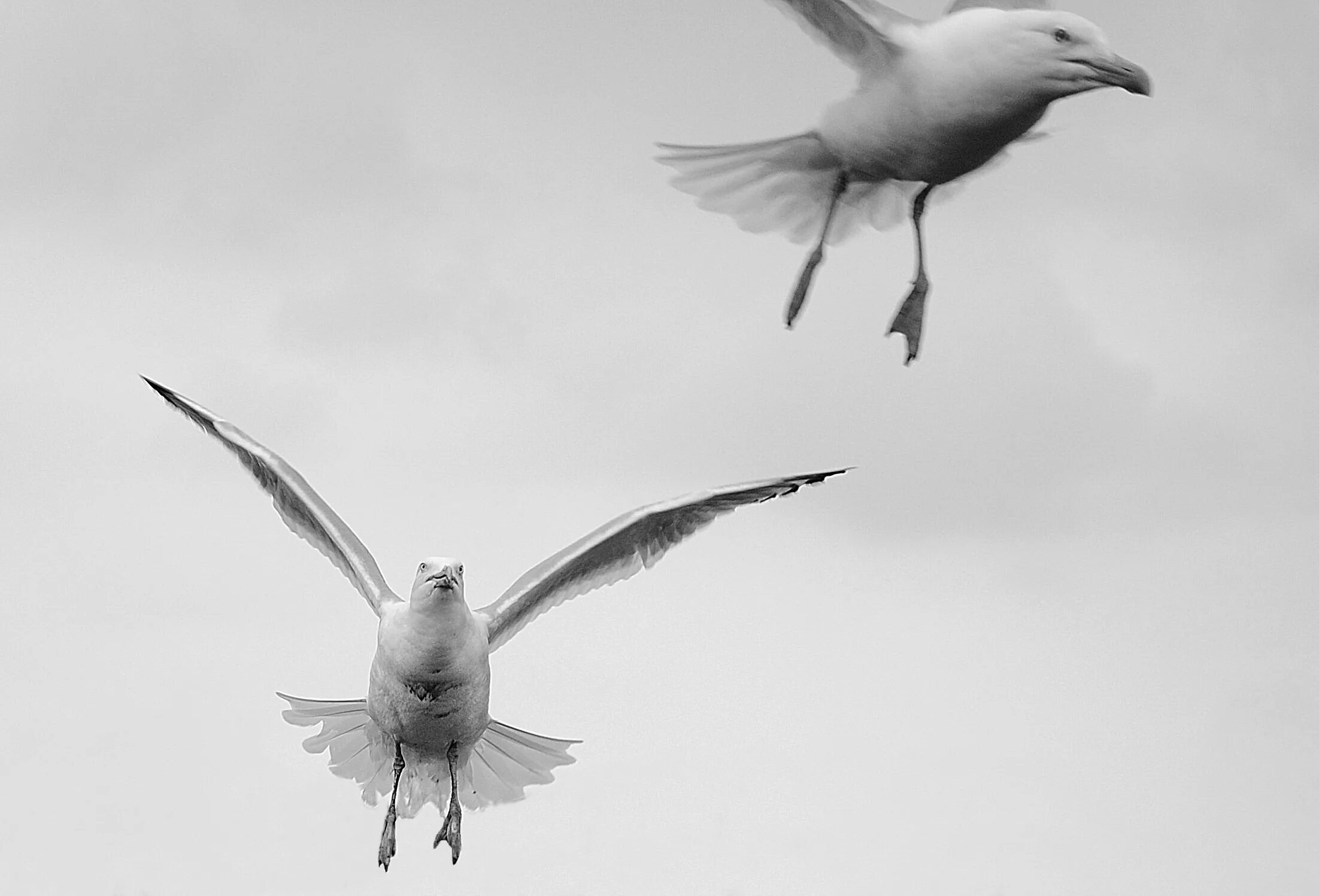 Альбатрос птица. Птица летит. Чайки рисунок. Птица без крыла. Bird fly high