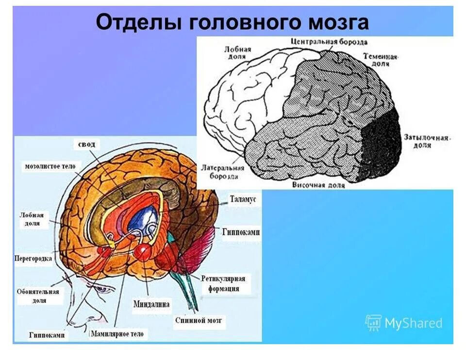 Локализация ВПФ. Мозговая локализация высших психических функций. Мозговая локализация ВПФ. Локализация высших психических функций в коре головного мозга. Локализация психических функций в мозге