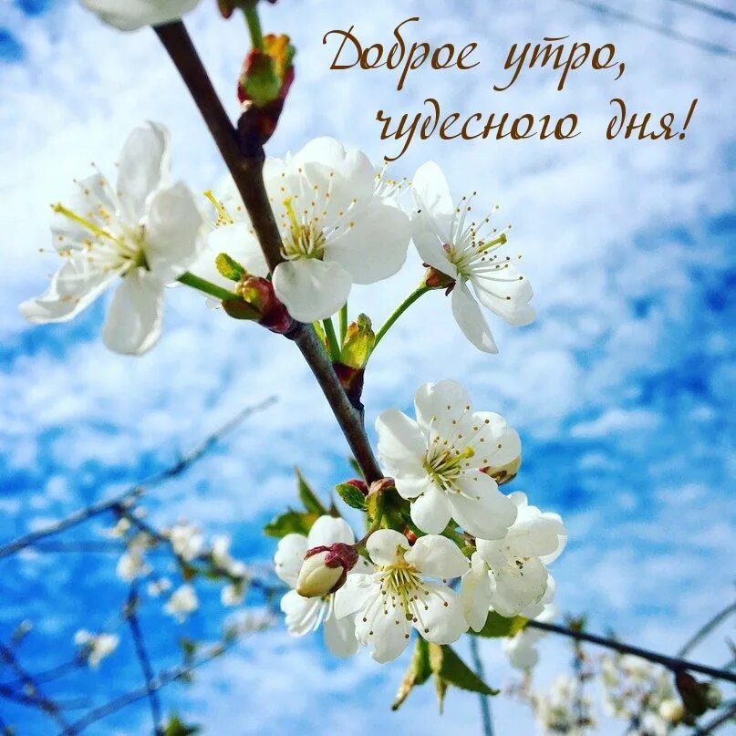 Доброе утро 13 ноября. Доброе утро весна. доброе весеннее утро. чудесного дня. доброе утро хорошего дня и прекрасного настроения весенние.