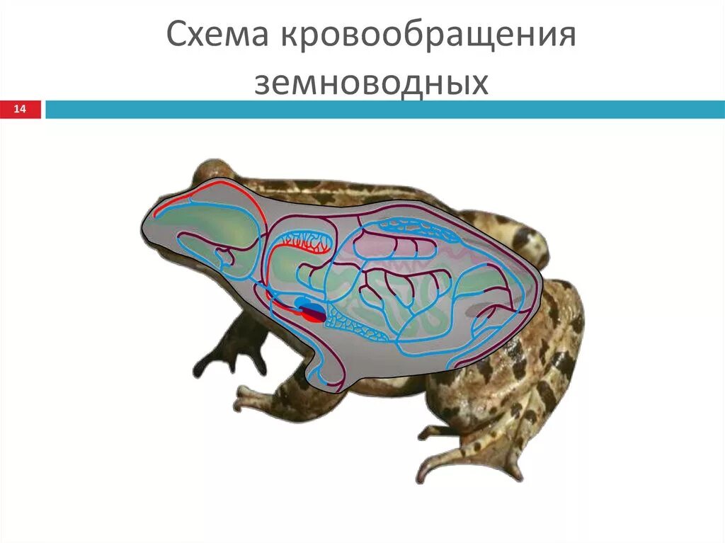 Сколько кровообращения у лягушек. Система кровообращения земноводных. Кровообращение амфибий. Схема строения кровеносной системы земноводных. Кровообращение лягушки.