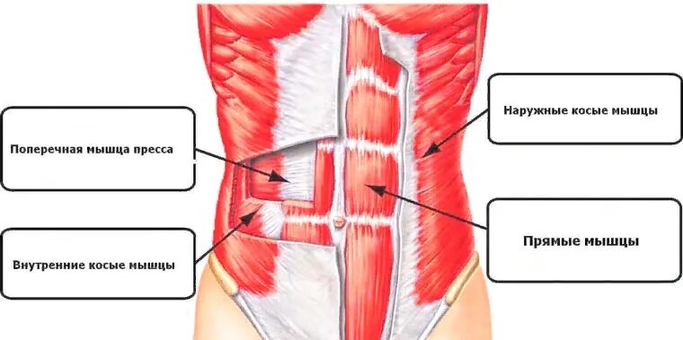 Наружная косая мышца живота. Косые мышцы живота. Прямые и косые мышцы живота.