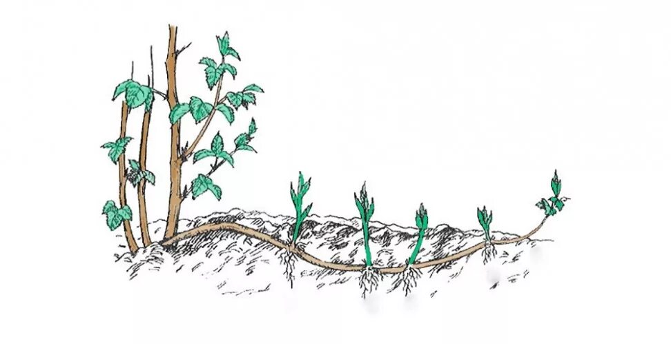 Корневыми отпрысками размножаются малина. Размножение малины корневой порослью. Размножение малины корневыми отпрысками. Размножение малины отводками. Корни ремонтантной малины