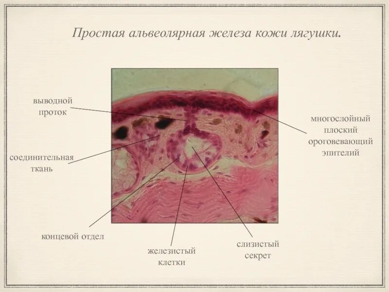 Слизистые клетки секрет. Многослойный плоский эпителий кожи лягушки. Кожа лягушки гистология препарат. Простая разветвленная альвеолярная железа кожи лягушки. Кожный эпителий лягушки.