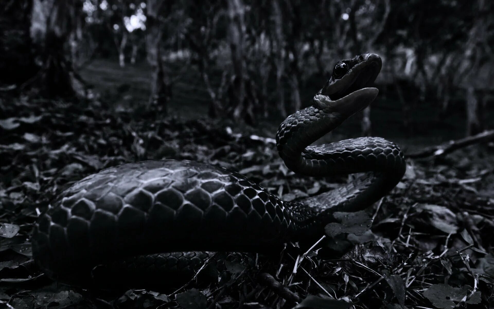 Темного змейка. Анаконда черная змея. Королевская Кобра Нагайна. Гадюка черная. Эстетика змей черный.