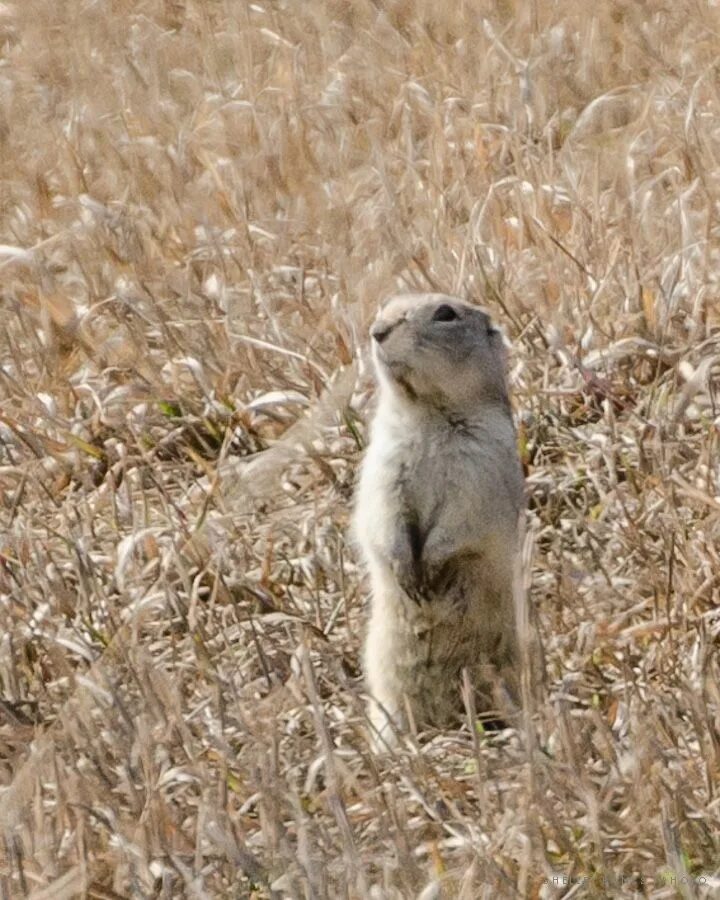 Суслик впадает. Суслик Степной. Крапчатый суслик Spermophilus suslicus. Суслик Степной краткое. Суслик в степи.