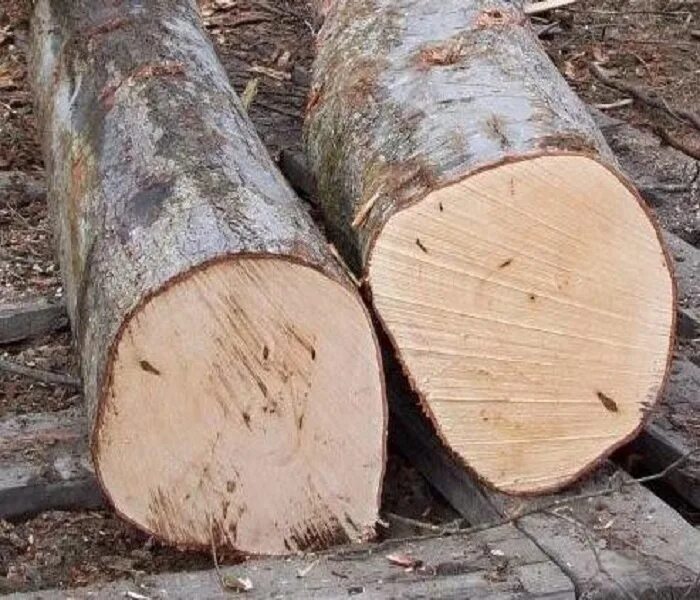 T me buy logs. Ясень бревна. Березовое бревно. Ясень кругляк. Дуб кругляк.