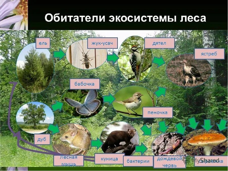 Тундра приспособление животных и растений к условиям обитания. Приспособление организмов в природных зонах. Ростительный и животный мир росси. Приспособления животных в природных зонах. Пустыни умеренного пояса.