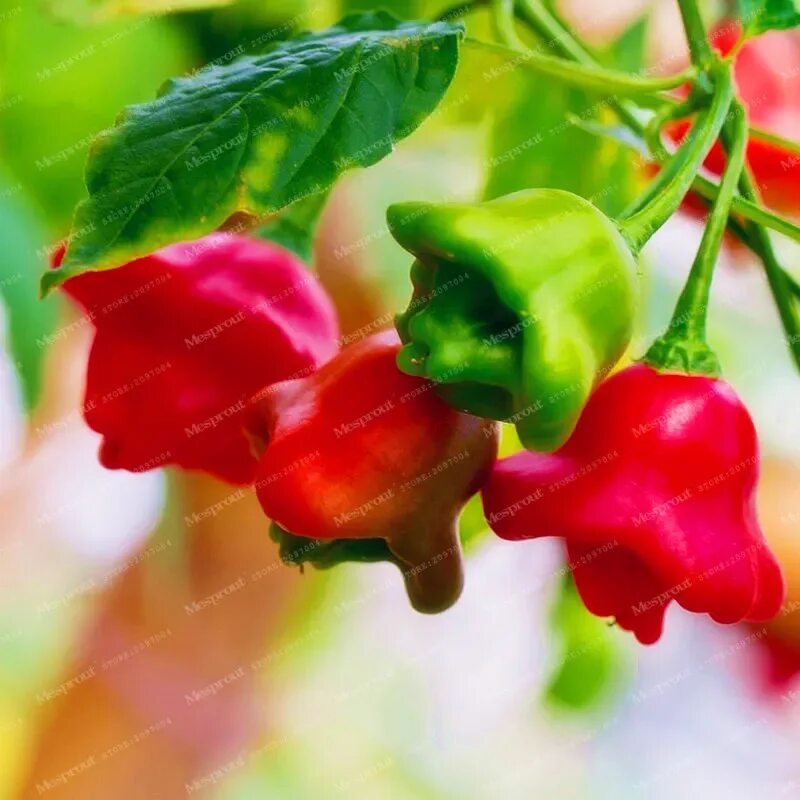 Перец визирь колокольчик. Перец острый f1 пикантный колокольчик. Перец острый f1 пикантный колокольчик. Перец пикантный колокольчик. Перец полуострый колокольчик.