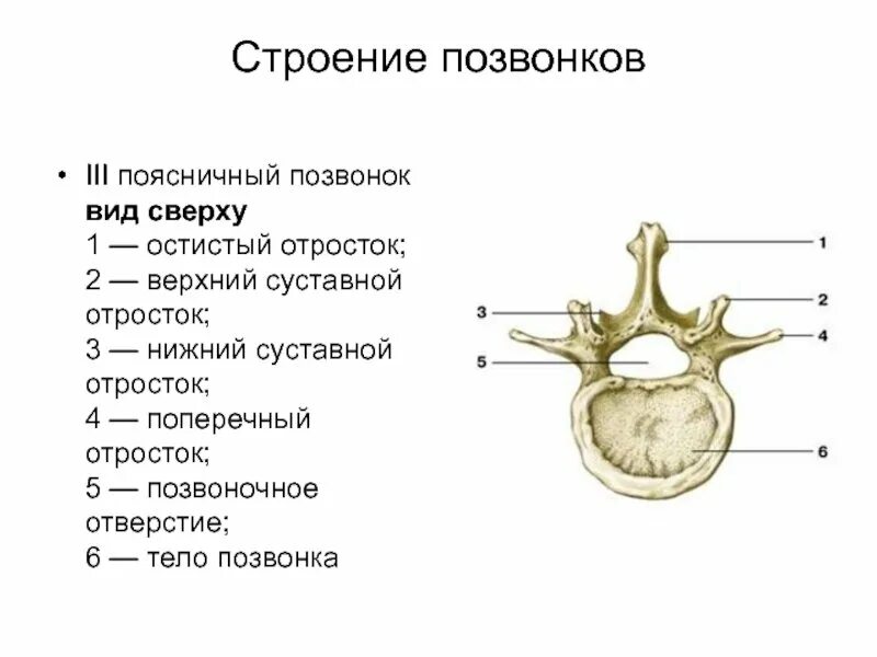 Изображение позвонка. Поясничный позвонок вид сбоку и сверху. строение поясничного позвонка вид сбоку. грудной позвонок вид сверху и сбоку. поясничный позвонок сбоку.
