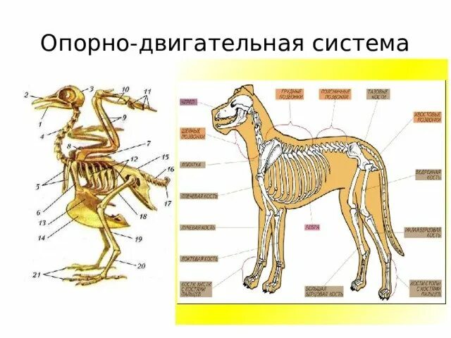 Исследование особенностей скелета и зубной системы млекопитающих. Опорно двигательная система млекопитающих схема. функции опорно двигательной системы млекопитающих 7 класс. внешнее строение и опорно двигательная система млекопитающих. строение опорно двигательной системы животных.