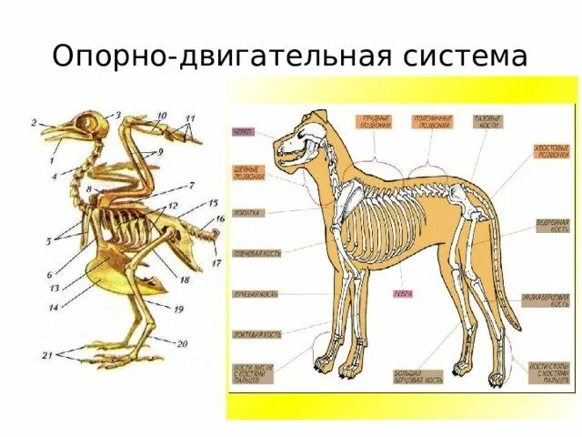 Опорно двигательная система млекопитающих схема. Функции опорно двигательной системы млекопитающих 7 класс. Внешнее строение и опорно двигательная система млекопитающих. Строение опорно двигательной системы животных. Какая опорно двигательная система у млекопитающих