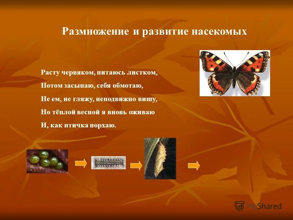 развитие насекомых. класс насекомые размножение и развитие. способы развития насекомых. размножение и развитие насекомых. насекомые размножаются и развитию.