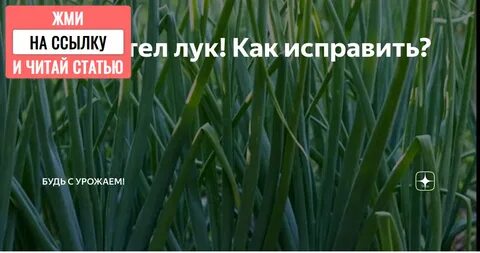Семейный лук желтеет перо