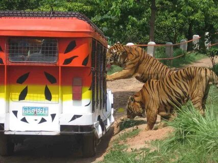 Safari like