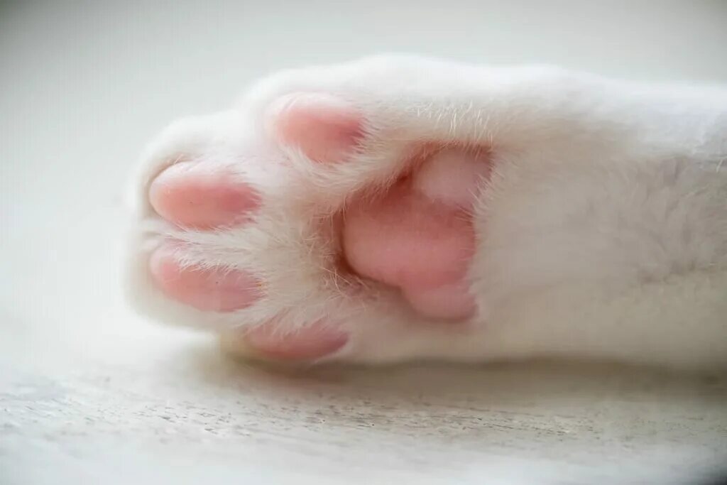 Кошачья лапка подушечка. Кошачьи лапки подушечки. розовые подушечки лап. лапки розовые подушечки. кошачья лапка подушечк.