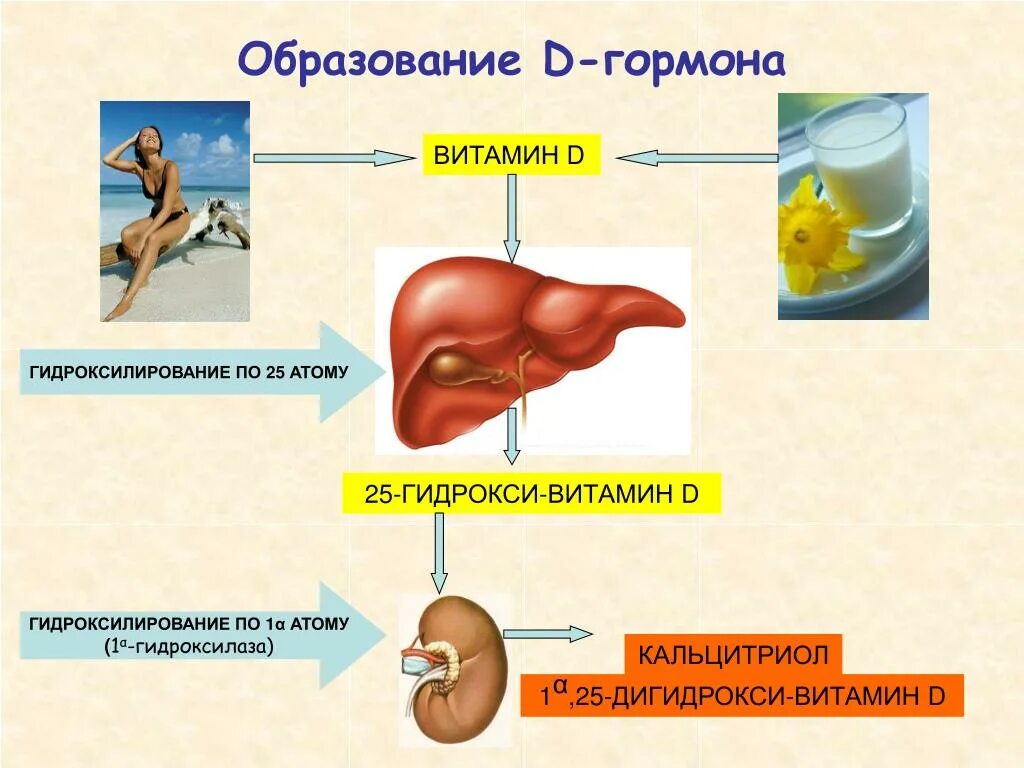 25 он д3. Витамин д это гормон или нет. Гидроксилирование витамина д. Витамин д3 гормон. Витамин д гормон или витамин.