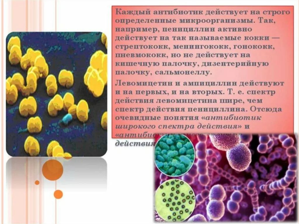 Кишечная палочка какие антибиотики. Бактерии кокки кишечная палочка. Антибиотик стрептококк менингококк. Стафилококк стрептококк менингококк гонококк. Стафилококки стрептококки гонококки менингококки таблица.