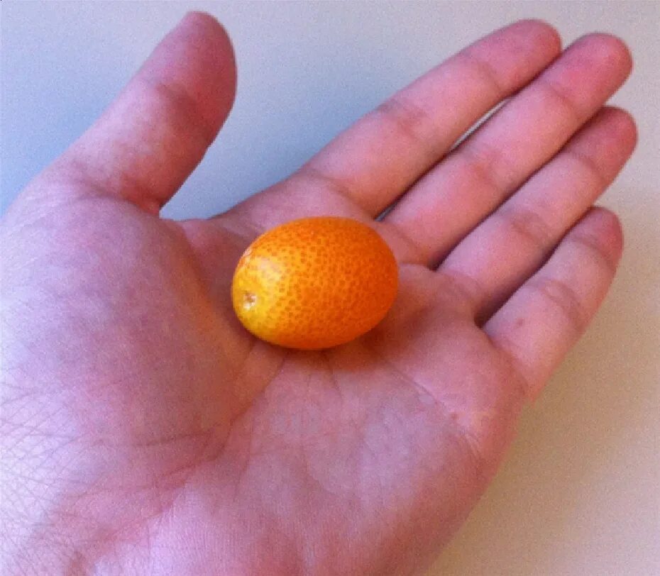 апельсины пупочные сорта. апельсины сорт вашингтон. мандарин померанец. самый самый апельсин. самый самый апельсин.