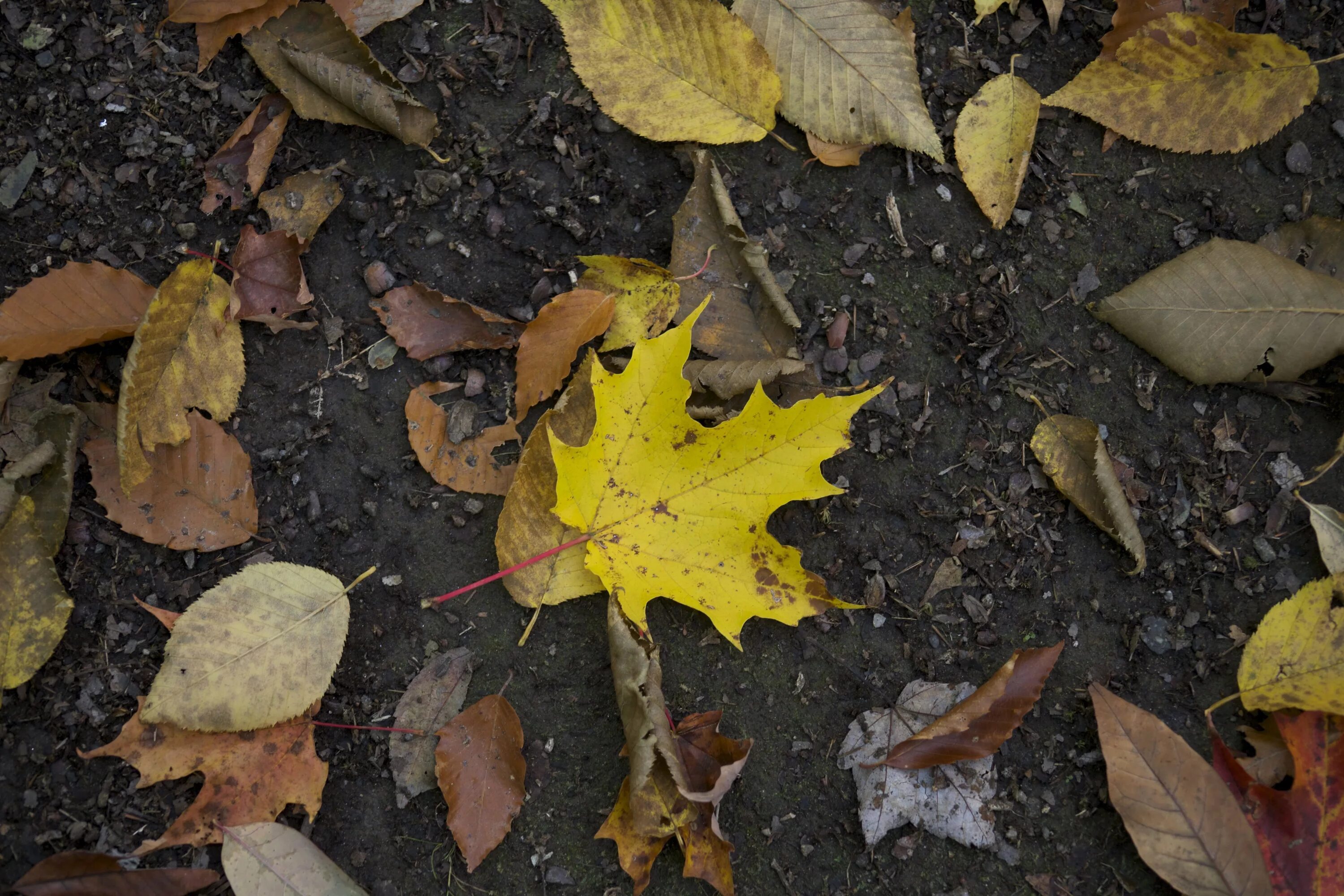 Листья на земле. Осенние листья на земле. Листва на земле. Осенний листик на земле. Падают листья и устилают землю