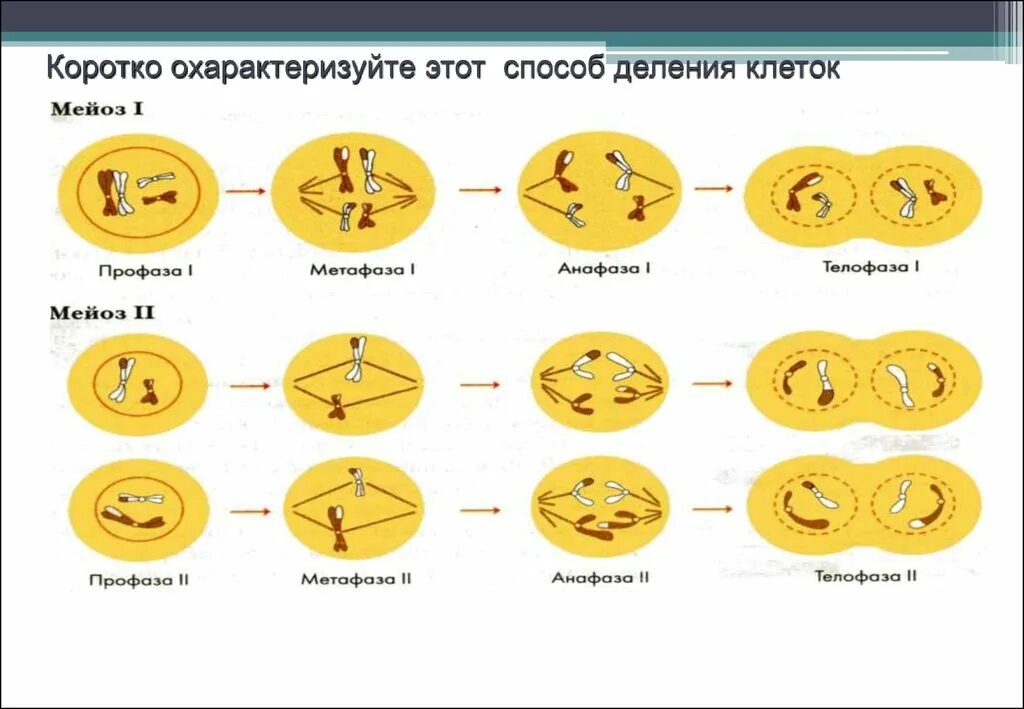 Способы деления клетки. Метафаза мейоза. Охарактеризуйте эти способы деления клеток.. Способы деления клеток профаза. Деление клетки онтогенез