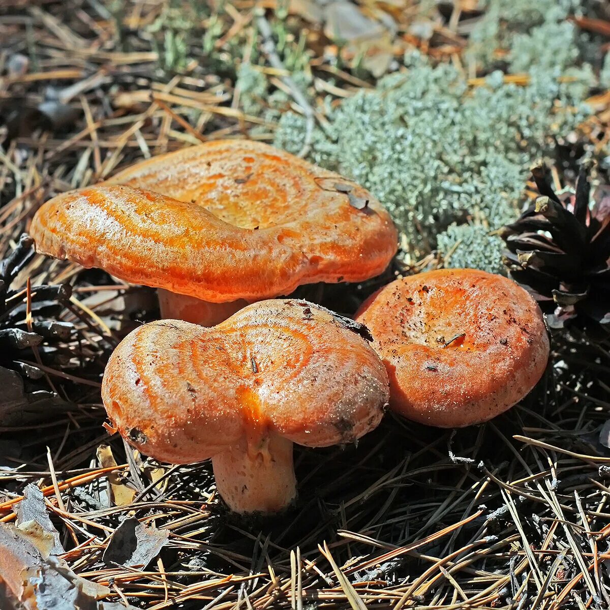 Желтые рыжики. Рыжик Сосновый/Боровой (Lactarius deliciosus);. Млечник Рыжик гриб. Рыжик Боровой Сосновый. Грибы Рыжик Сосновый Боровой.