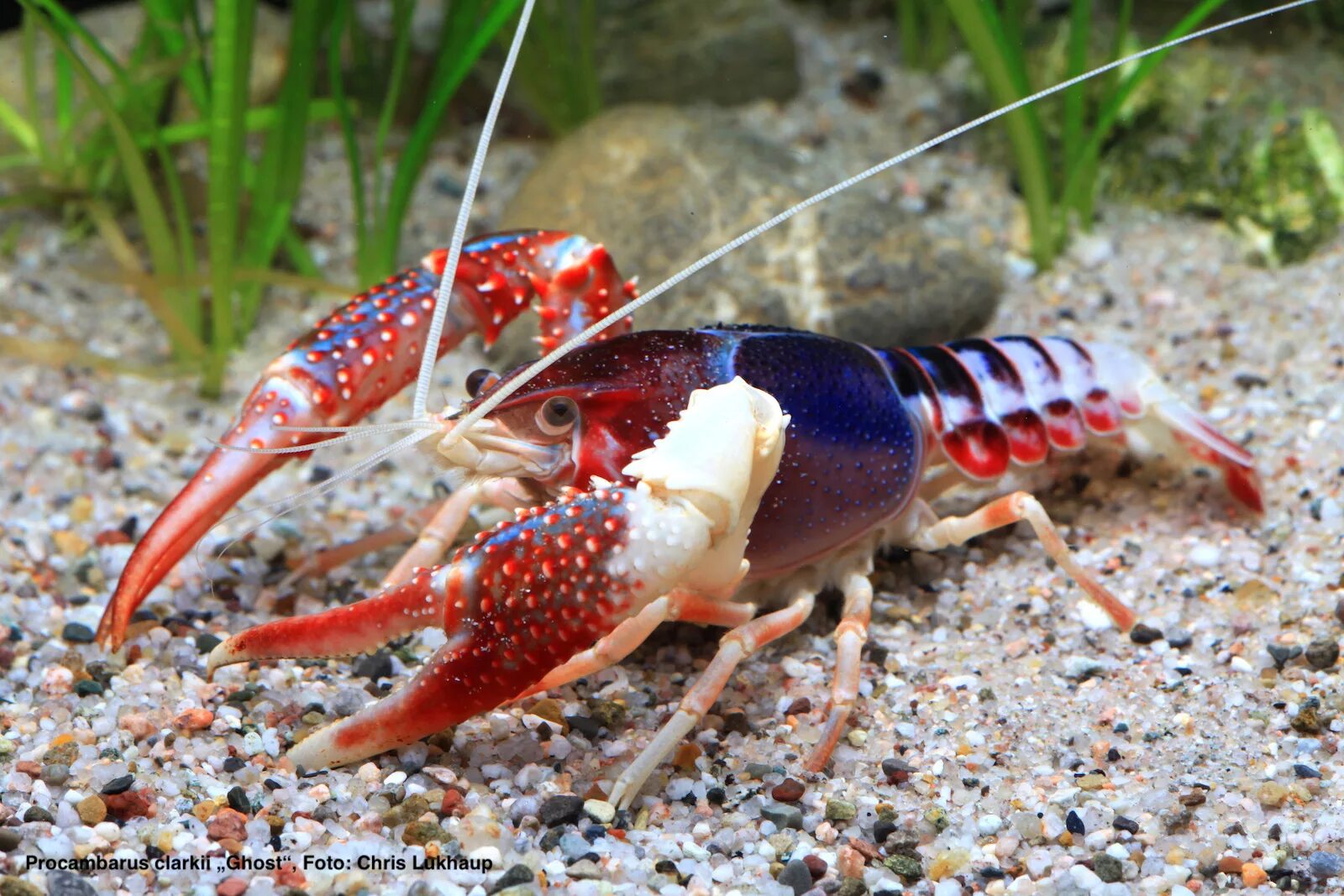 Известные виды раков. Красный Флоридский краб. Флоридский лангуст. Procambarus clarkii. Креветка морской дракон.