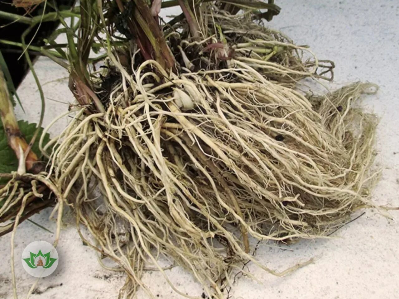 Куплю корни травы. Valeriana officinalis корень. Valeriana officinalis сырье. Валериана лекарственная корневище. Валериана корневища.
