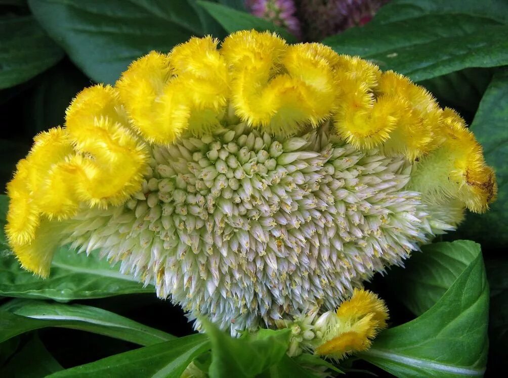 Цветок целозия петушиный гребешок. Целозия гребенчатая. Цветок называется гребешок. Целозия гребенчатая петушиный гребешок. Цветок называется гребешок.