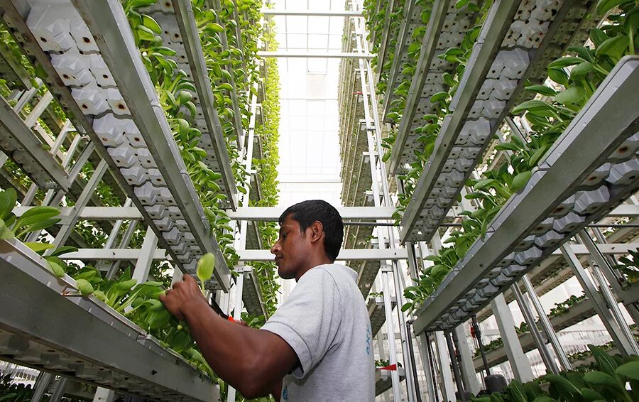 Вертикальные фермы plenty. Сити фермерство сингапур. Bowery farming company вертикальная ферма. Сити фермер ферма. Вертикальные теплицы ifarm.