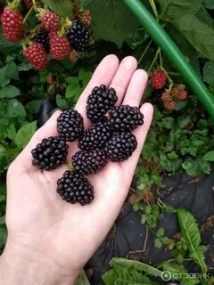 Сорт ежемалины логанберри отзывы