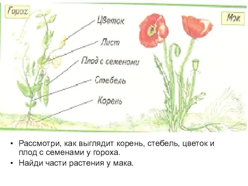 Растение рисунок окружающий мир. Мак части растения. Горох части растения. Части цветка корень стебель Мак. Мак строение растения.