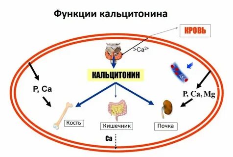 Кальцитонин является гормоном