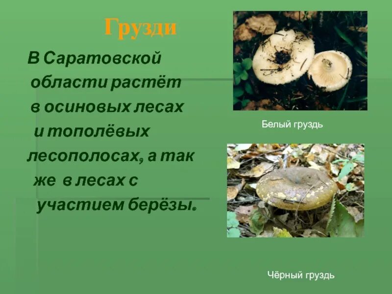 Груздь краткое описание. Информация про гриб груздь. Где растут грузди. Грузди маленькие.