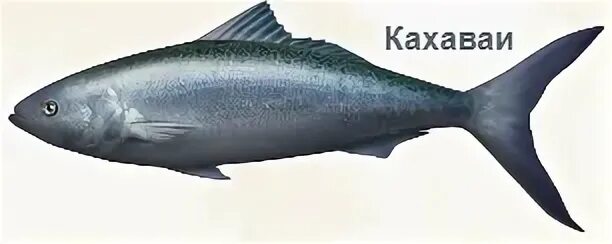 Кахавай что за рыба отзывы