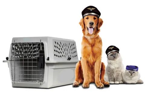 Pet travel