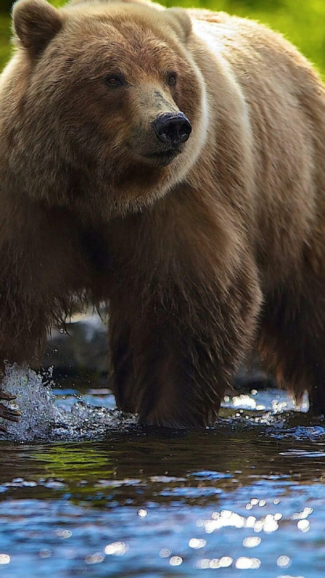 Северная Америка медведь Гризли. Гризли североамериканский бурый медведь. Аляскинский бурый медведь. Европейский бурый медведь.