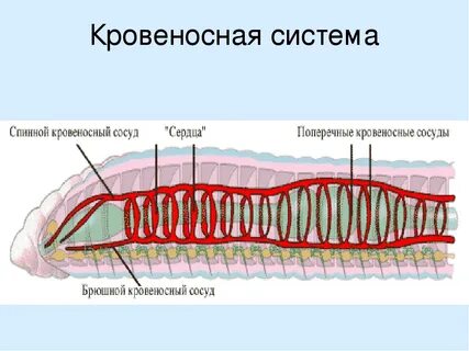 Системы кольчатого червя