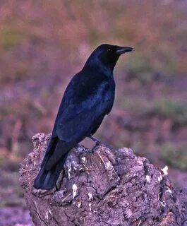 Corvus imparatus
