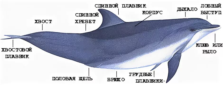 Внешнее строение дельфина. Дыхательная система морских млекопитающих китообразных. Внутреннее строение дельфина Афалина. Внутреннее строение китообразных.