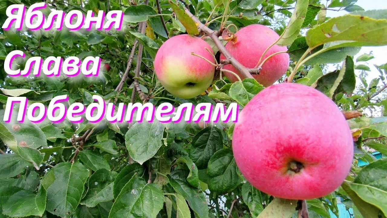Яблоня "Слава Победителям" урожайная, летняя - Орехоплодный питомник