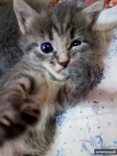Отдают котенка 1 месяц