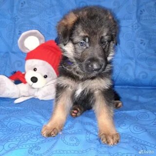 Овчарка 2 месяца