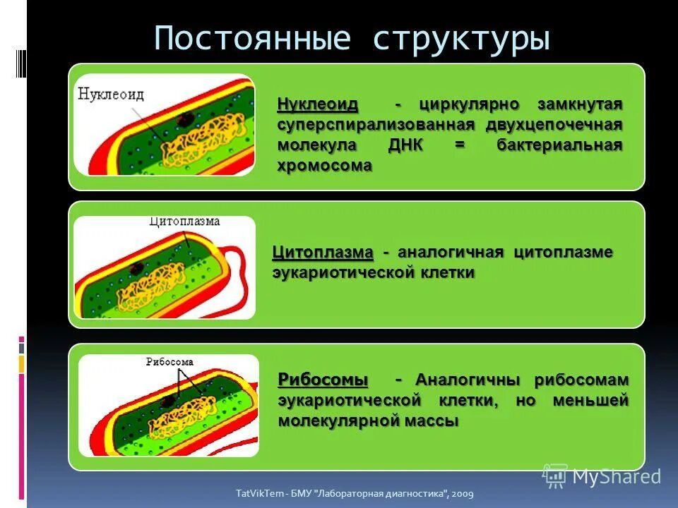 Форма днк бактерий. Нуклеоид бактерий функции. Функция нуклеоида бактериальной клетки. Нуклеоид бактериальной клетки функции и строение.