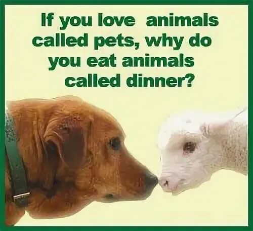 Whose pets they