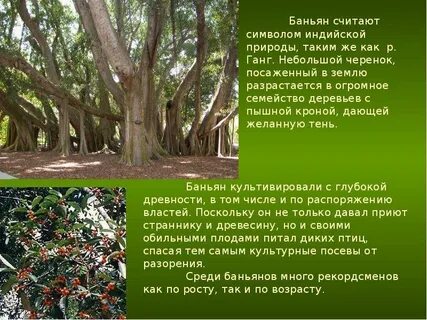 Какое дерево считается